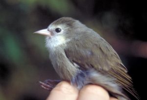 Scopri di più sull'articolo Akikiki, caratteristiche e habitat dell’uccello hawaiano a rischio estinzione