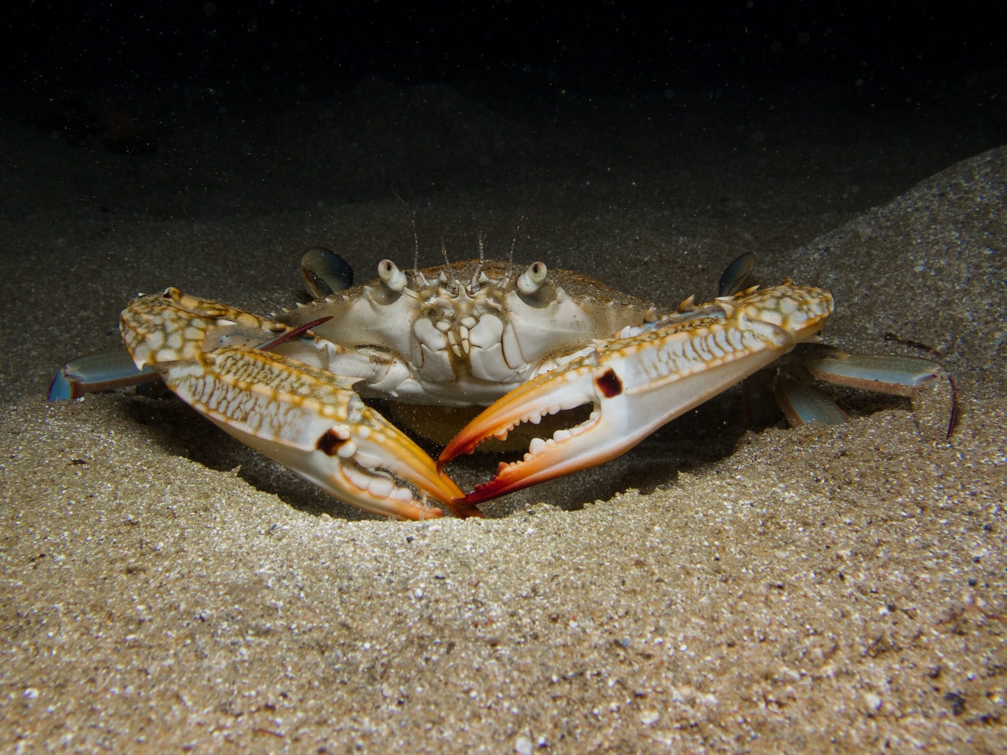 Scopri di più sull'articolo Avvistata una seconda specie di granchio blu nell’Adriatico: gli esperti temono una seconda invasione