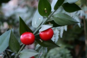Scopri di più sull'articolo Come coltivare il pungitopo, la pianta natalizia da utilizzare anche in cucina