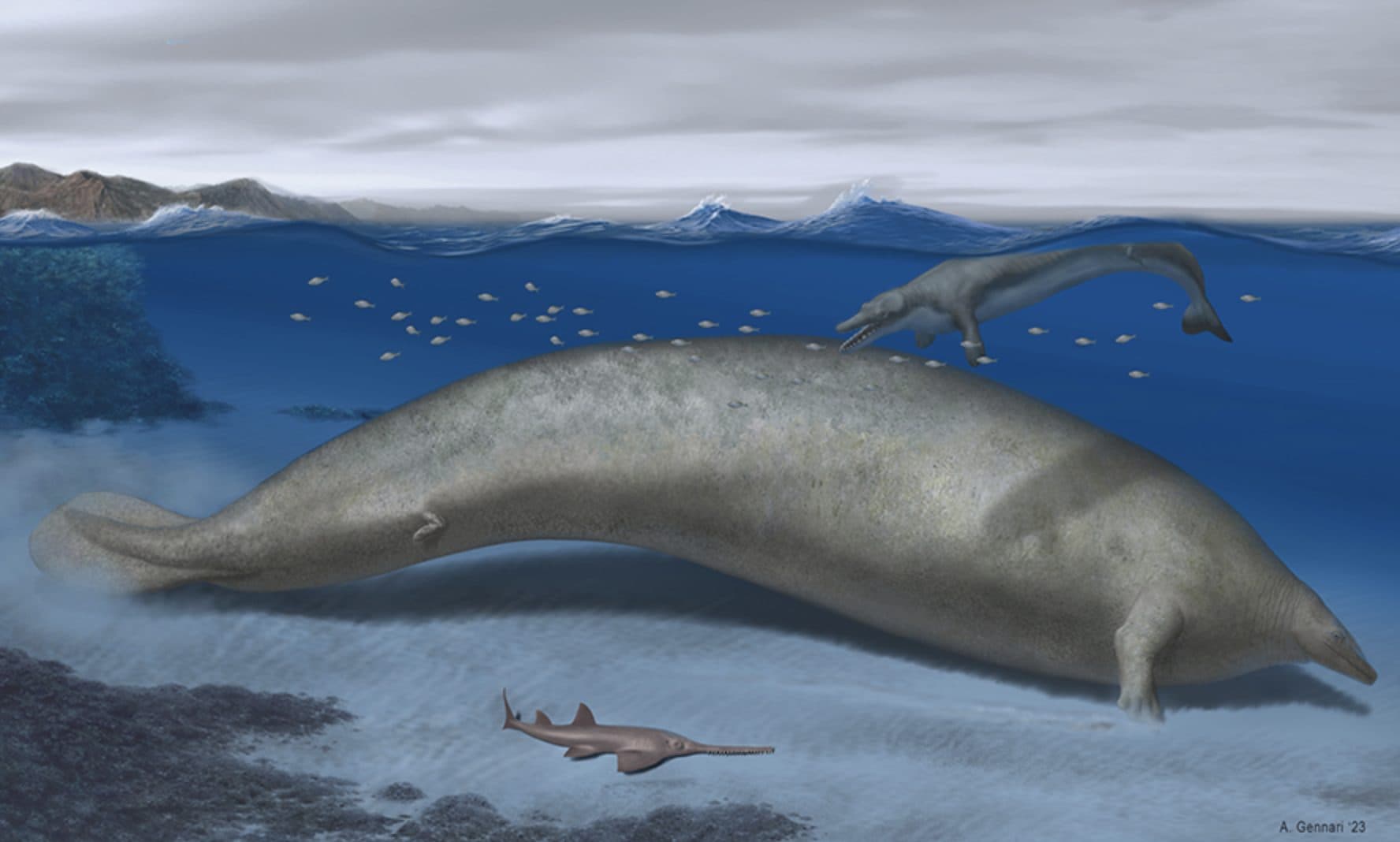Scopri di più sull'articolo Scoperto in Perù l’animale più pesante al mondo: il Perucetus Colossus. Vissuto 40 milioni di anni fa, pesava fino a 340 tonnellate