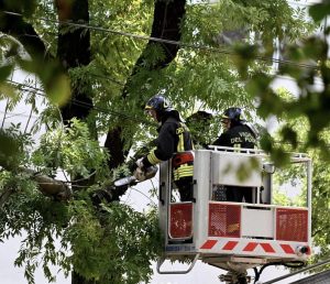 Scopri di più sull'articolo A Milano si raccolgono fondi per ripiantare gli alberi: che fine farà il legno di quelli abbattuti?