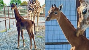 Scopri di più sull'articolo In un zoo del Tennessee è nata una giraffa tutta marrone e senza macchie: è l’unico caso al mondo