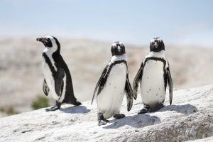 Scopri di più sull'articolo Pinguini africani sull’orlo dell’estinzione: una corsa contro il tempo entro il 2035