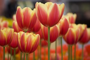 Scopri di più sull'articolo Tutti i i consigli per coltivare i tulipani in vaso e in giardino