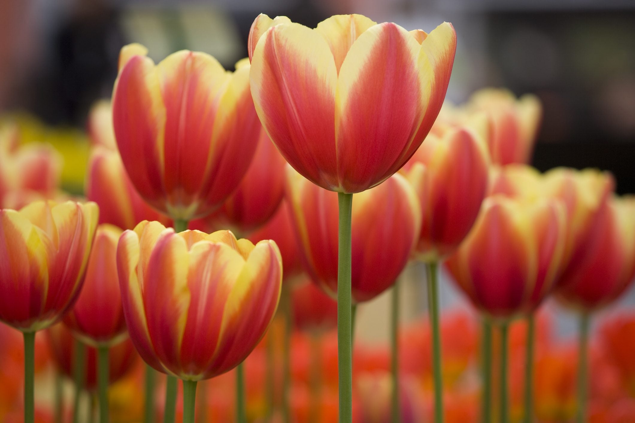 Coltivare i tulipani in vaso: ecco 6 errori da evitare per avere terrazzi e  balconi fioriti e colorati