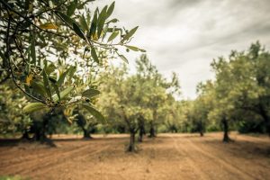 Scopri di più sull'articolo La Xyllela torna a far paura in Puglia, ma dalle nanotecnologie potrebbe arrivare la soluzione