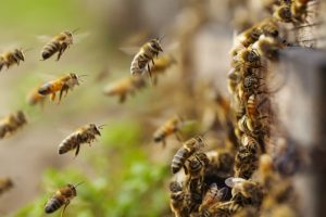 Scopri di più sull'articolo Emergenza api negli Stati Uniti: in un solo anno persa quasi la metà degli alveari esistenti
