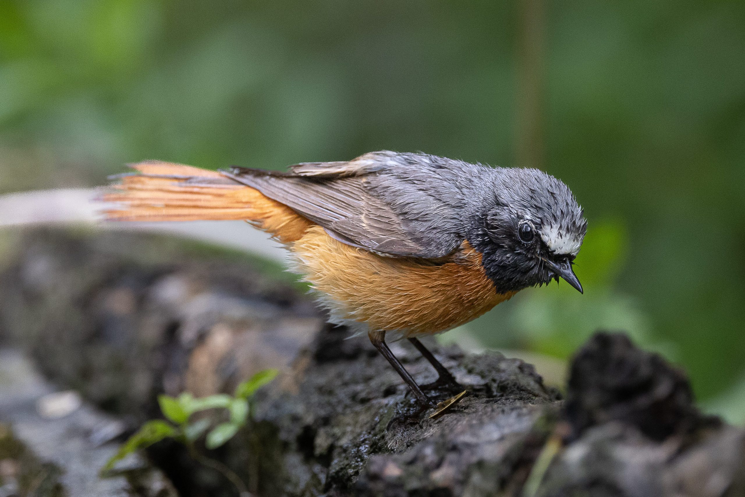 Scopri di più sull'articolo Due specie diverse di uccelli hanno creato una “famiglia allargata” per crescere i loro piccoli
