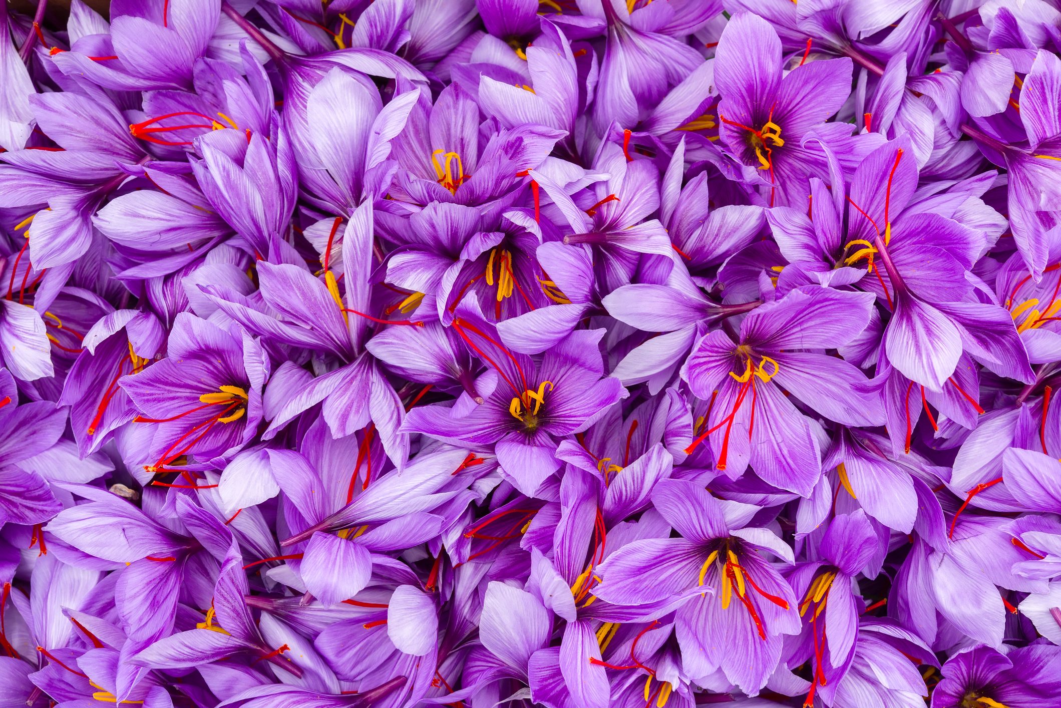 Scopri di più sull'articolo Come coltivare lo zafferano, dal bellissimo fiore fino alla spezia pregiata