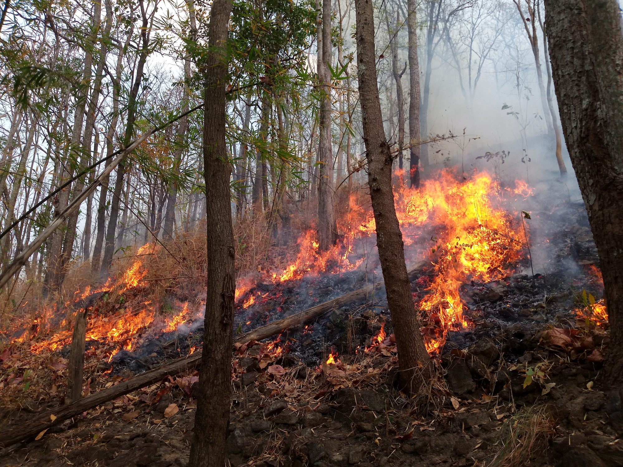 Scopri di più sull'articolo Incendio all’Elba, evacuato un camping e alcune abitazioni: già 51mila ettari andati in fumo in Italia nel 2023