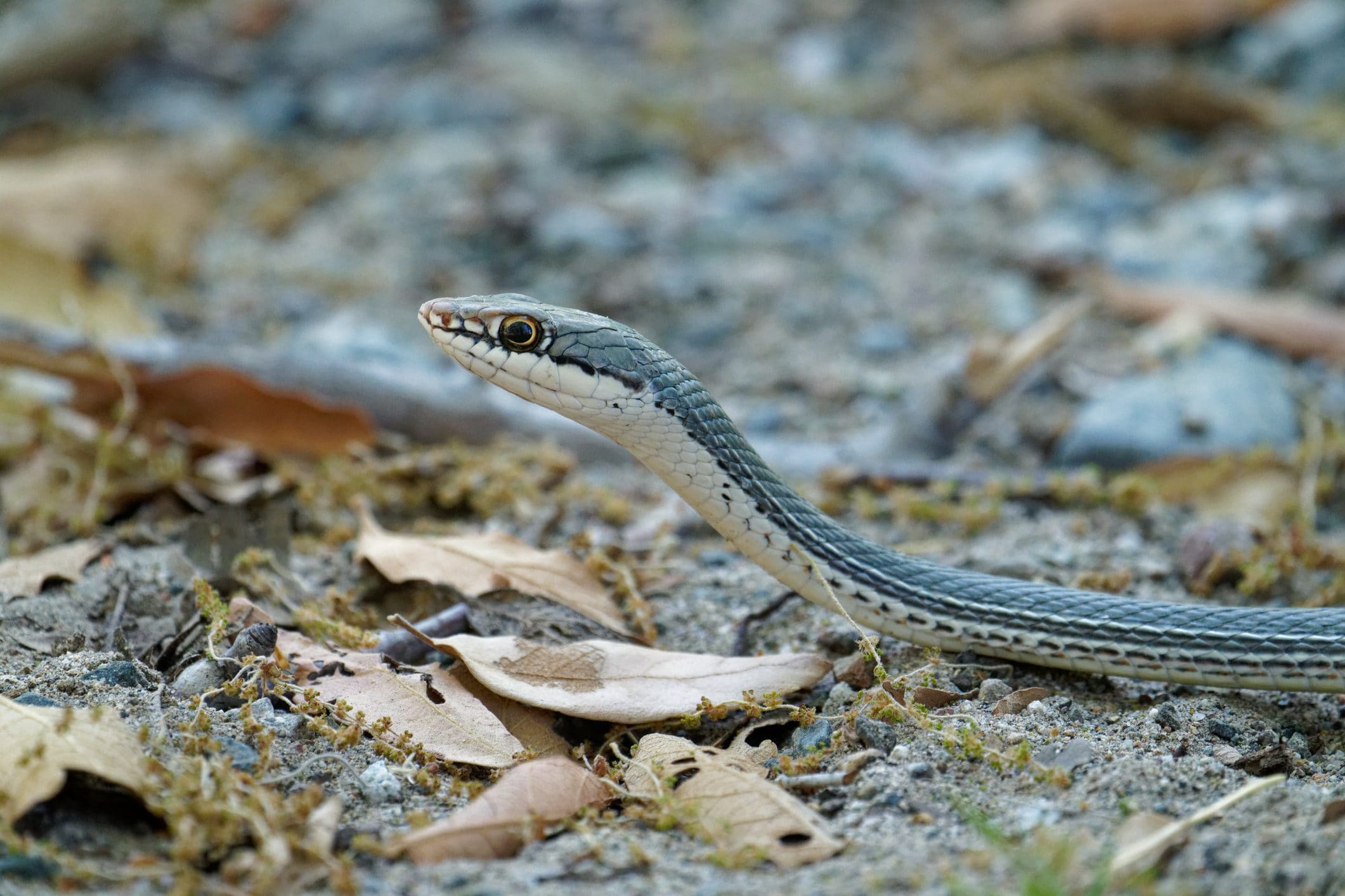 Scopri di più sull'articolo Si chiama serpente a frusta del deserto e fino a quest’anno ufficialmente non esisteva