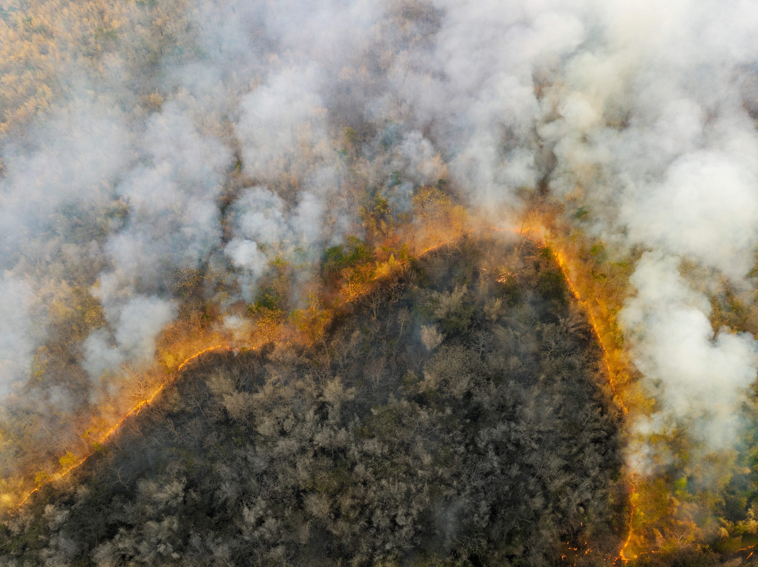 Scopri di più sull'articolo Amazzonia, meno deforestazione, ma più aree aride, secche a causa degli incendi
