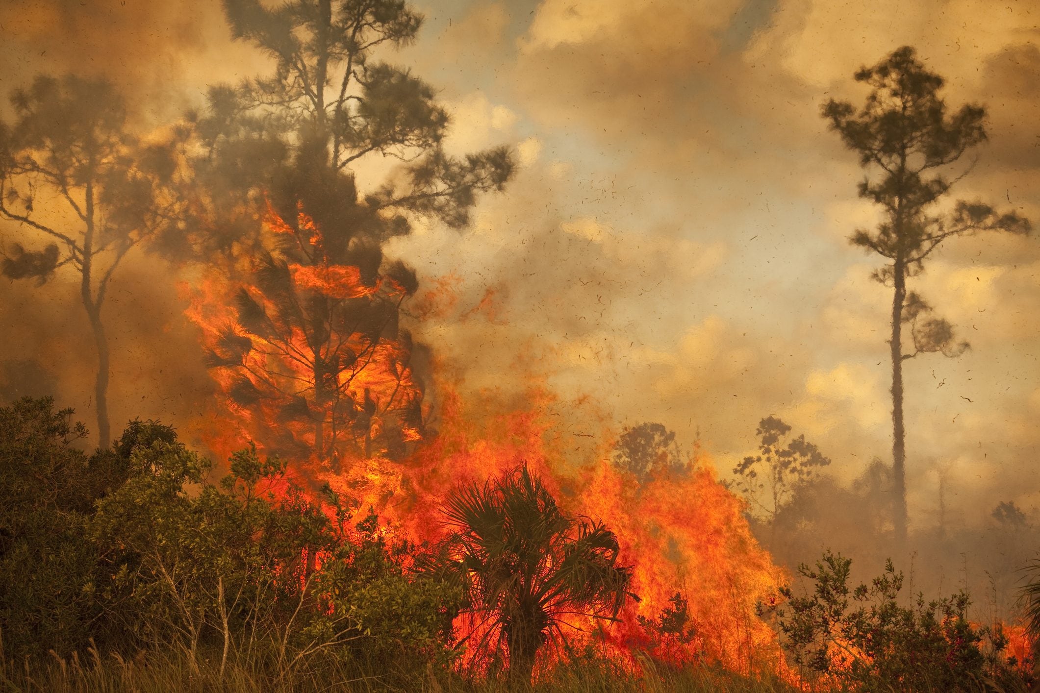 Scopri di più sull'articolo A Tenerife l’incendio è fuori controllo anche a causa delle temperature elevate: cosa sta accadendo