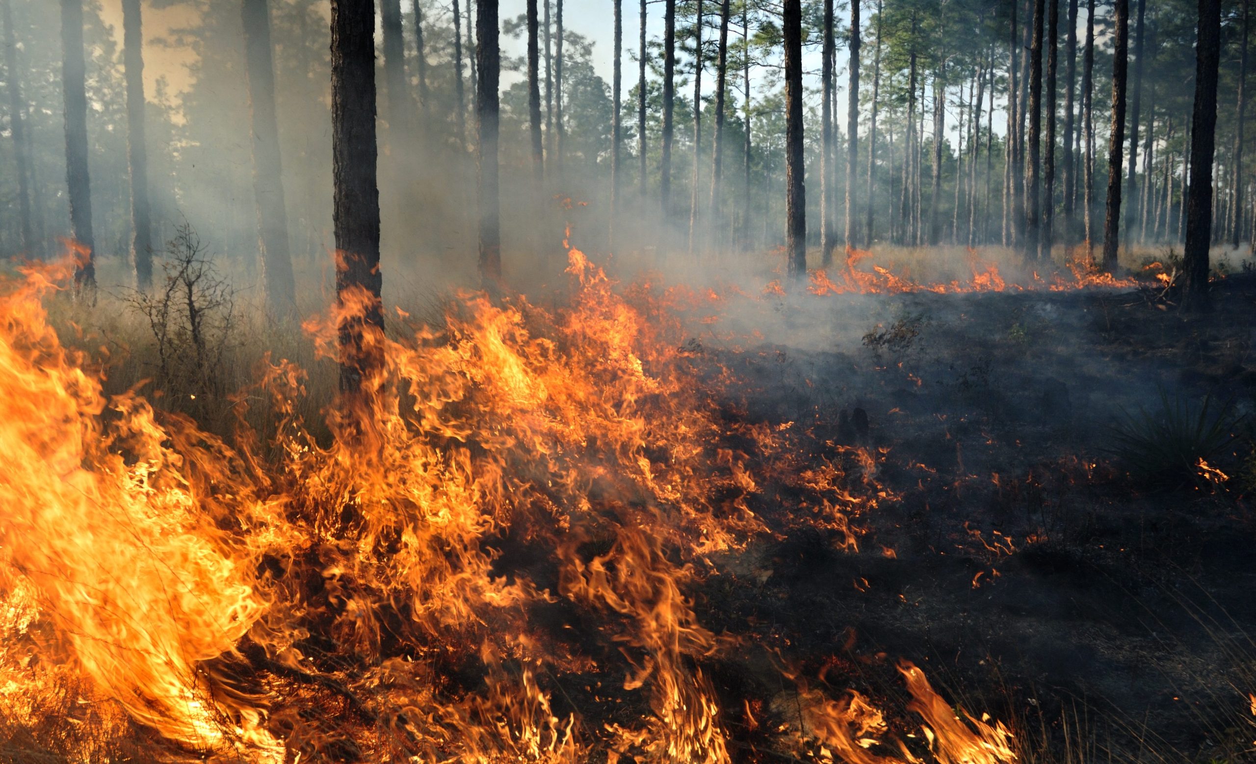 Scopri di più sull'articolo L’Italia perde migliaia di colture a causa degli incendi e della siccità, secondo Coldiretti
