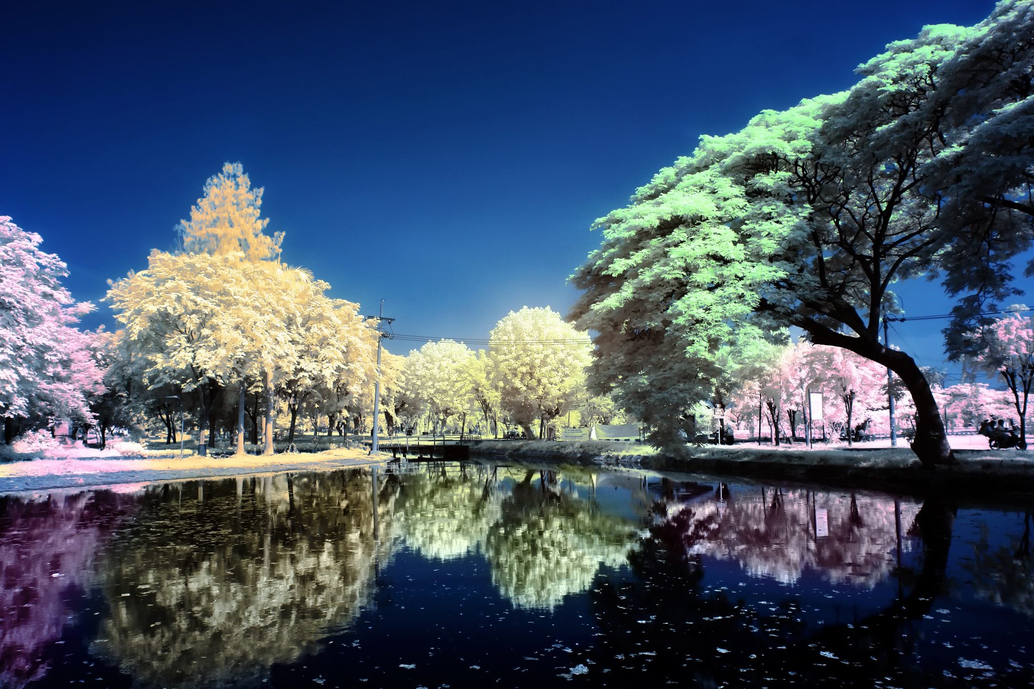 Scopri di più sull'articolo Una piattaforma digitale simula quali danni provocano gli eventi climatici agli alberi urbani