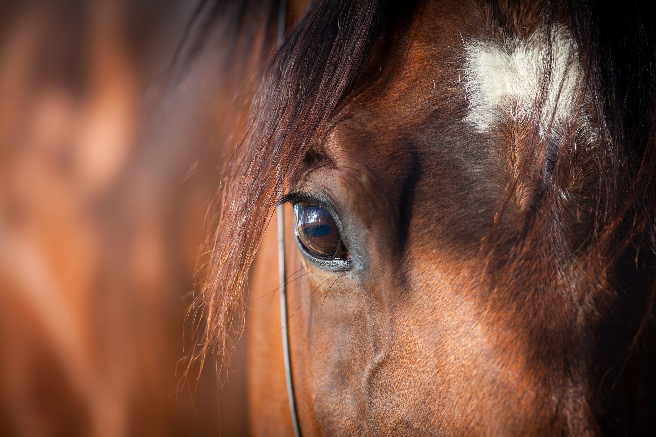 Scopri di più sull'articolo Un altro cavallo è morto dopo un incidente durante il Palio di Ascoli Piceno