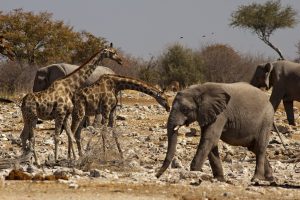 Scopri di più sull'articolo Una giraffa e un elefante scappano da Cinecittà, ma non c’è molto da ridere