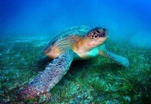 Scopri di più sull'articolo L’assurda mattanza di tartarughe marine sul litorale casertano