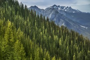 Scopri di più sull'articolo La linea degli alberi si sta alzando, di cosa si tratta e perchè è importante per il clima