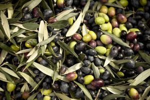 Scopri di più sull'articolo Cos’è la mosca dell’olivo e perché è una minaccia per la produzione di olio