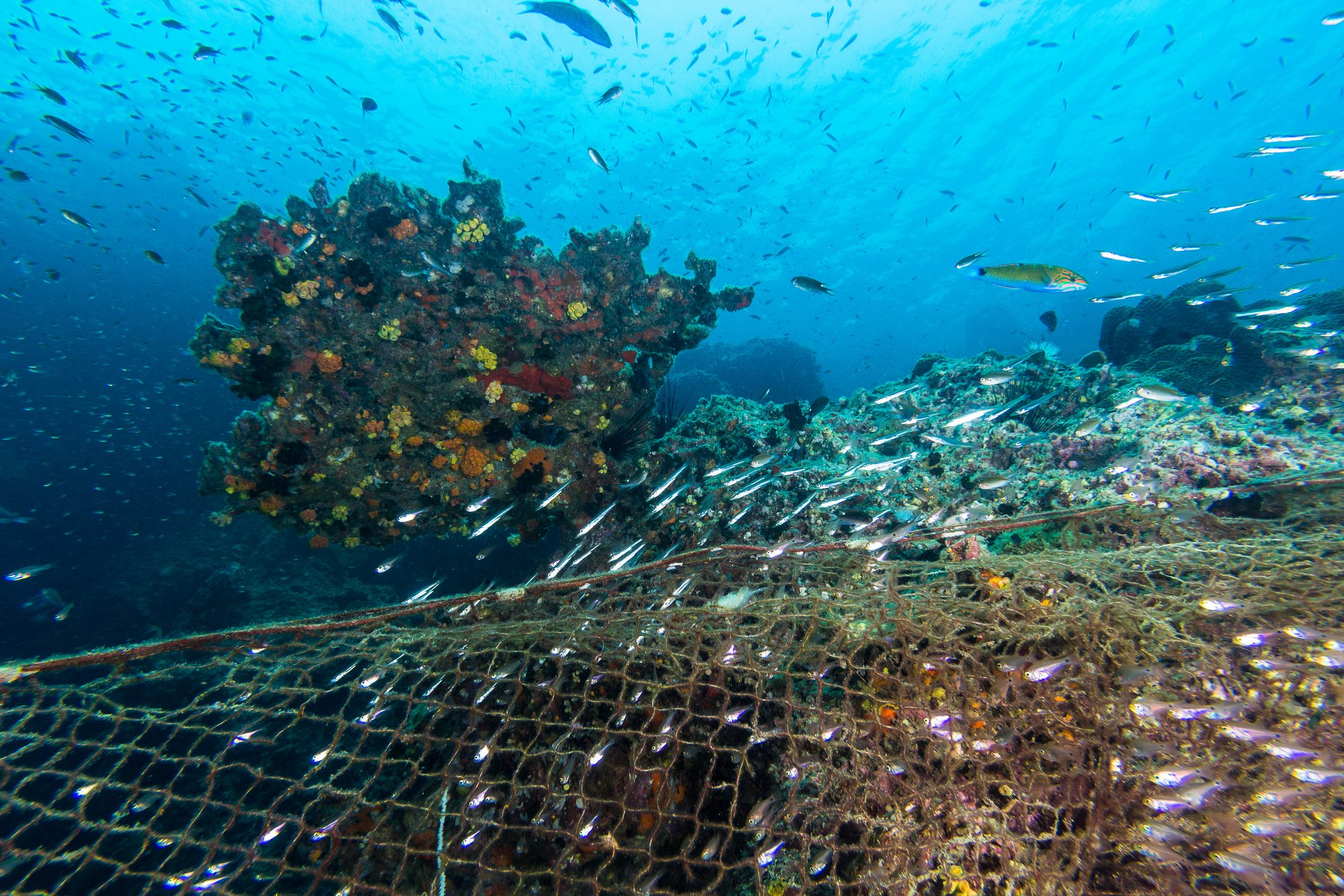 Scopri di più sull'articolo Maxisequestro nell’arcipelago toscano, rimosse reti da pesca illegali e liberati 135 animali intrappolati
