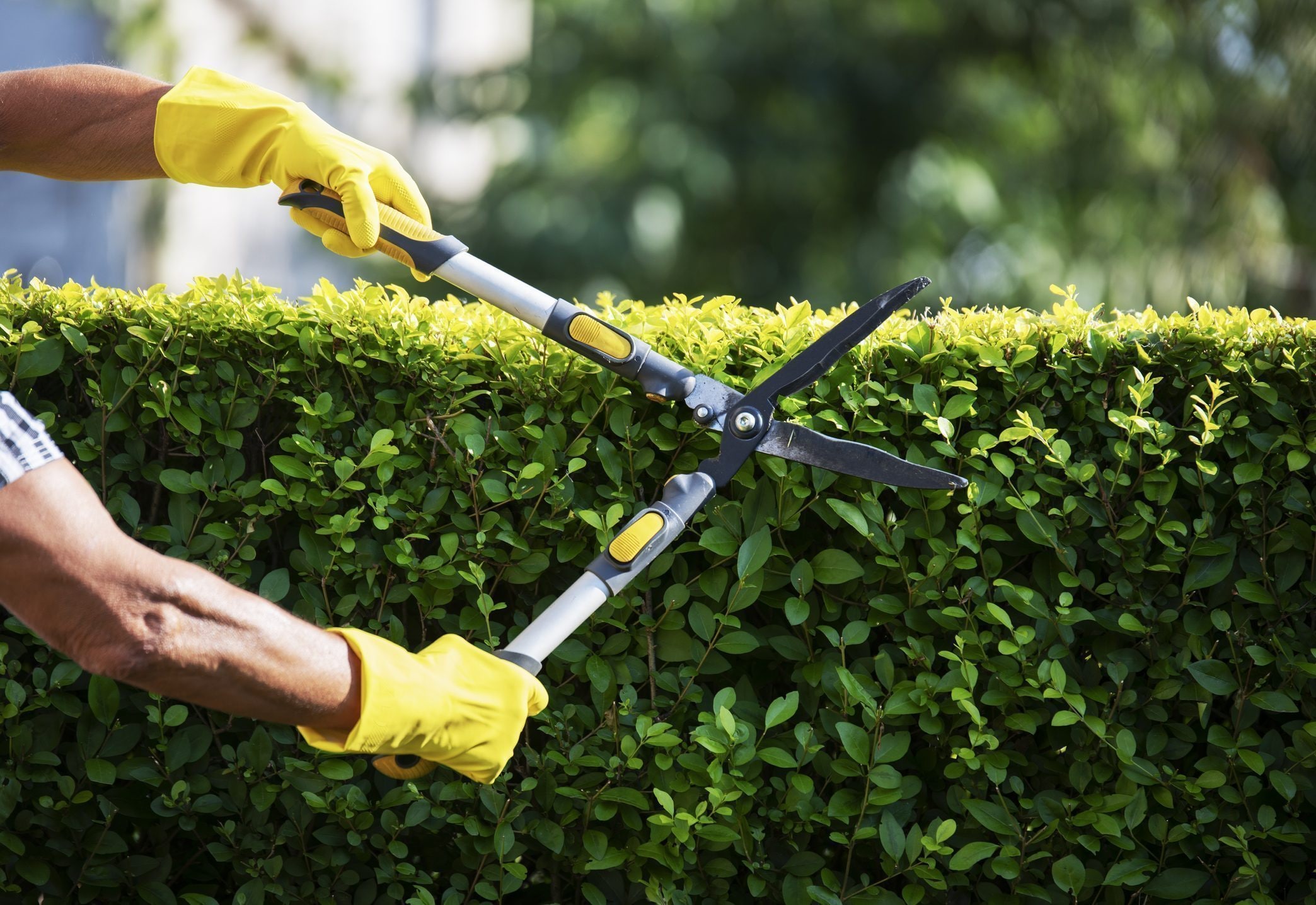 Scopri di più sull'articolo Le migliori piante da siepe da scegliere per il tuo giardino
