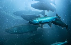 Scopri di più sull'articolo Salmoni “zombie”: un’inchiesta mostra il volto horror di un allevamento ittico in Scozia