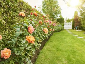 Scopri di più sull'articolo Come curare le rose: in giardino o in vaso, ecco come non far morire la tua pianta