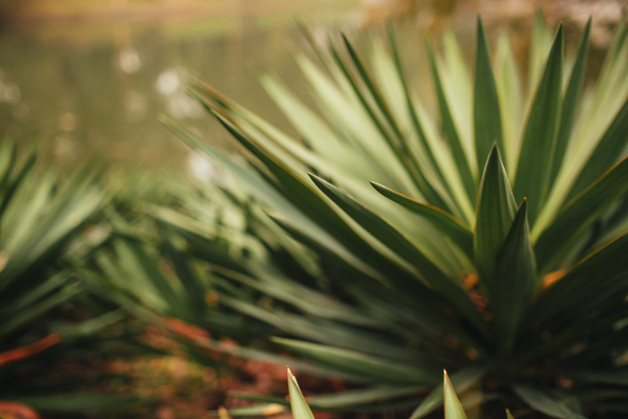 Scopri di più sull'articolo Tutti i consigli per coltivare e curare nel modo migliore la tua agave