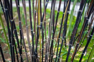 Scopri di più sull'articolo Il bambù nero sta per fiorire in Giappone dopo 120 anni: perché potrebbe essere un problema per l’ambiente