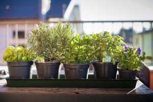 Scopri di più sull'articolo 10 piante aromatiche da coltivare sul tuo balcone