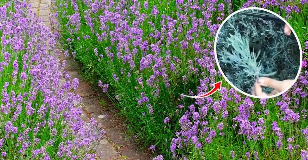 Scopri di più sull'articolo Come coltivare la lavanda, la pianta che non teme né il sole né il vento