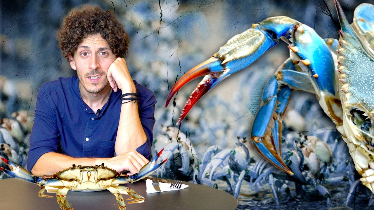 Scopri di più sull'articolo Mangiare il granchio blu è la soluzione?