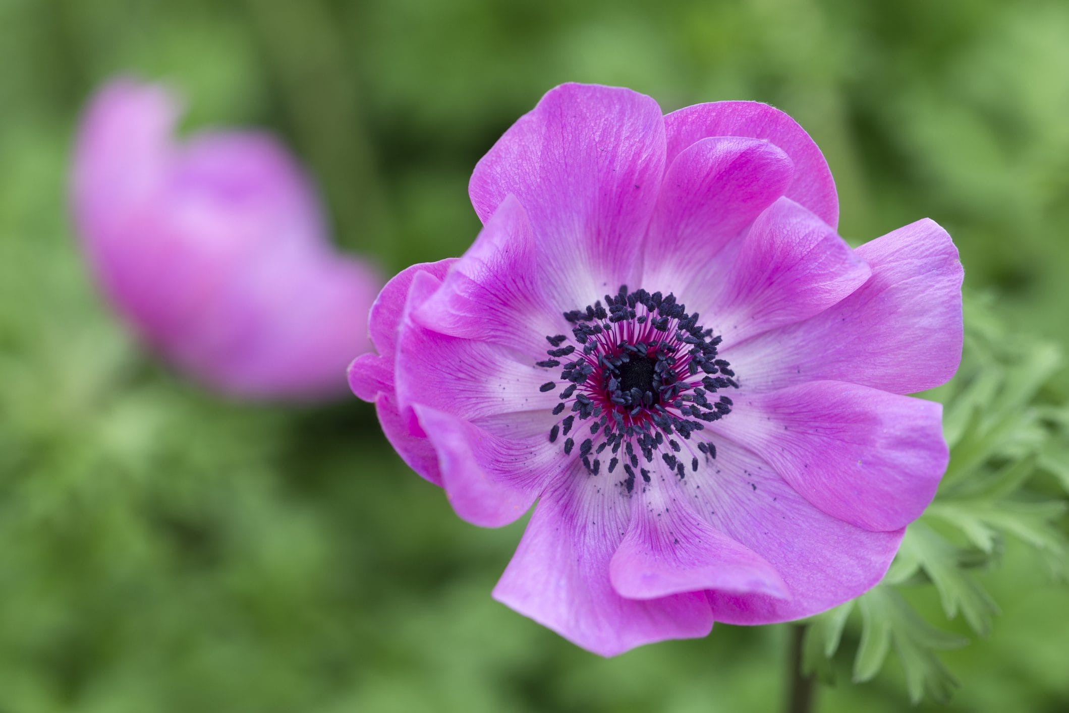 Scopri di più sull'articolo L’anemone, il fiore che simboleggia l’abbandono e l’amore tradito