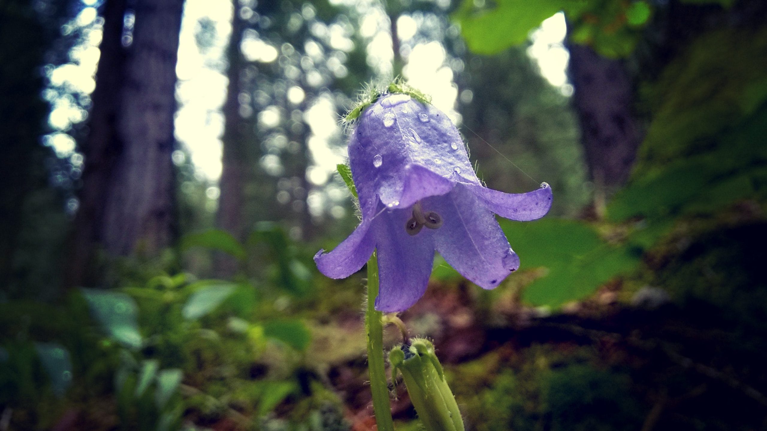 Scopri di più sull'articolo Come coltivare la campanula: innaffiature regolari e mezz’ombra per proteggerla dal sole