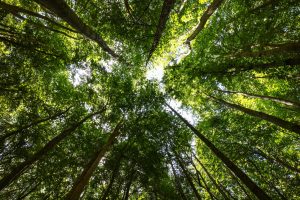 Scopri di più sull'articolo Il cambiamento climatico sposta le foreste montane italiane verso l’alto