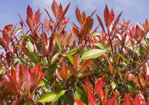 Scopri di più sull'articolo La photinia (o fotinia), l’arbusto sempreverde ideale per creare una siepe