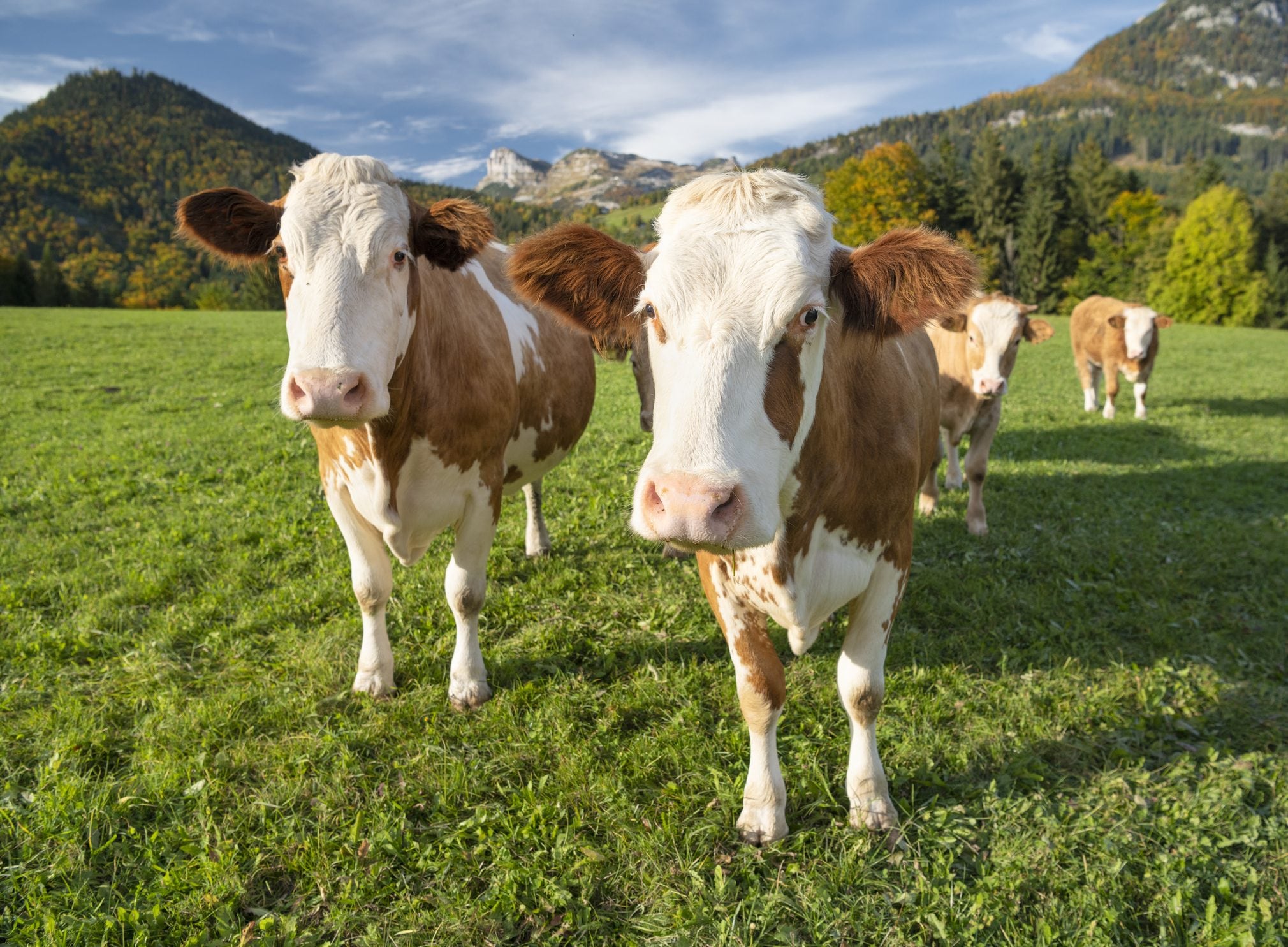 Scopri di più sull'articolo Due mucche di un istituto agrario di Roma sono state uccise: gli animalisti chiedono più sicurezze nelle scuole