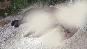 Scopri di più sull'articolo “Caccia alle streghe contro orsi e lupi”: le associazioni animaliste promettono battaglia dopo l’uccisione dell’orsa Amarena