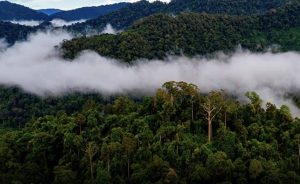 Scopri di più sull'articolo Cosa sono i fiumi volanti dell’Amazzonia e perché sono fondamentali per la Terra
