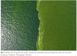 Scopri di più sull'articolo Acque verdi, alghe tossiche e specie aliene: cosa sta accadendo in Irlanda del Nord e Thailandia