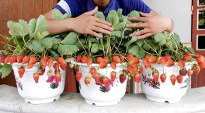 Scopri di più sull'articolo Come coltivare delle buone fragole in vaso e nell’orto