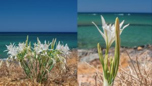 Scopri di più sull'articolo Il giglio di mare: quando la bellezza dei fiori incontra il fascino dell’ambiente marino