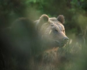 Scopri di più sull'articolo Cuccioli dell’orsa Amarena: cosa succede, che rischi corrono e perché è importante trovarli