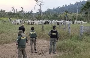 Scopri di più sull'articolo Il Brasile vuole liberare le terre indigene dagli allevamenti di bovini