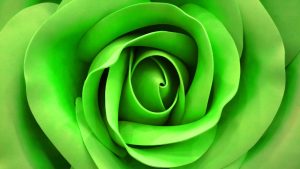 Scopri di più sull'articolo Bouquet sposa naturale e sostenibile: ricicla le foglie e crea rose bellissime