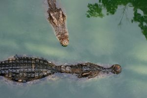Scopri di più sull'articolo Decine di coccodrilli sono scappati da un allevamento in Cina a causa del tifone Haikui