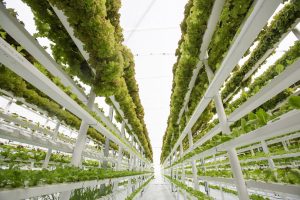 Scopri di più sull'articolo L’agricoltura sostenibile incontra la tecnologia: inaugurata a Siena la prima fattoria verticale sotterranea d’Italia