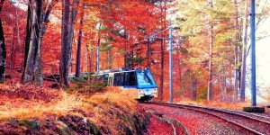 Scopri di più sull'articolo Cos’è e dove passa il Treno del Foliage: l’esperienza immersiva perfetta per l’autunno