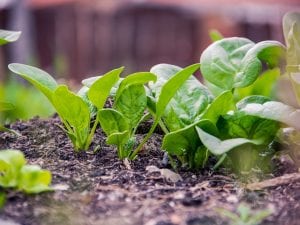 Scopri di più sull'articolo Come coltivare gli spinaci